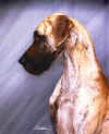 Cheri_head_profile