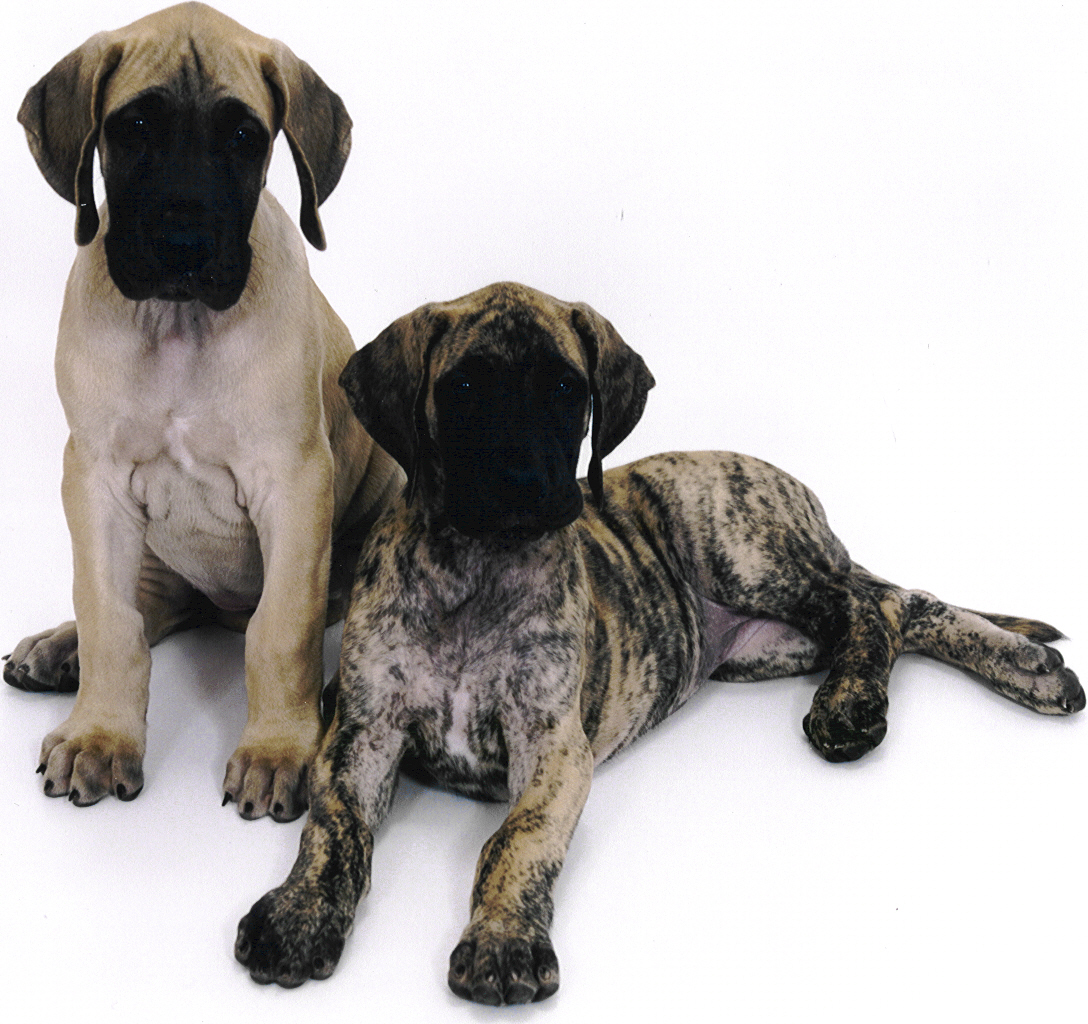 DaneDreams show girls