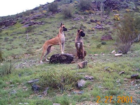 Diva and Tango on S Mtn
