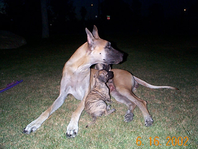 'Diva watching over Cherry(5wks)