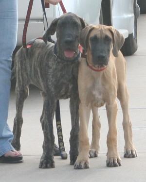 Matrix Phoenix-candid